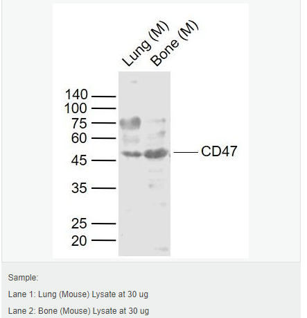 6052b2c74c062.png image.png