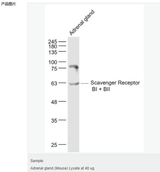 6057efaf03718.png image.png