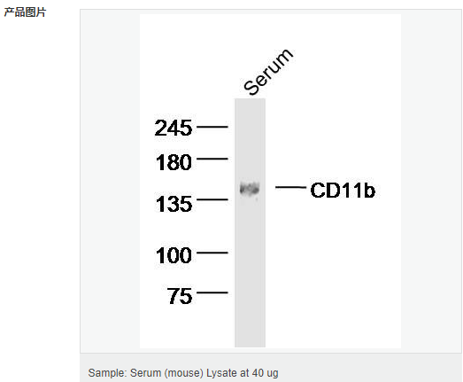 60584cecc4c44.png image.png