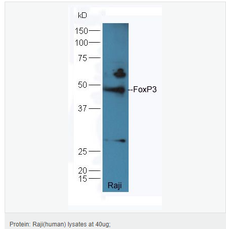 6066ce8d24726.png image.png