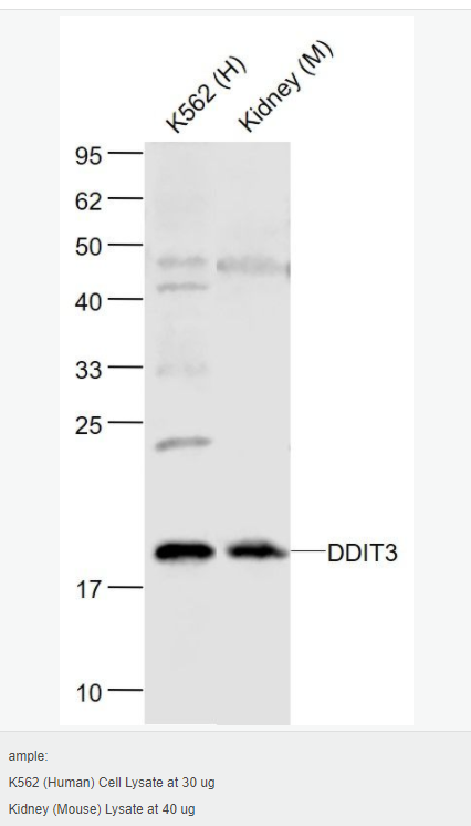 606bcc423fd36.png image.png